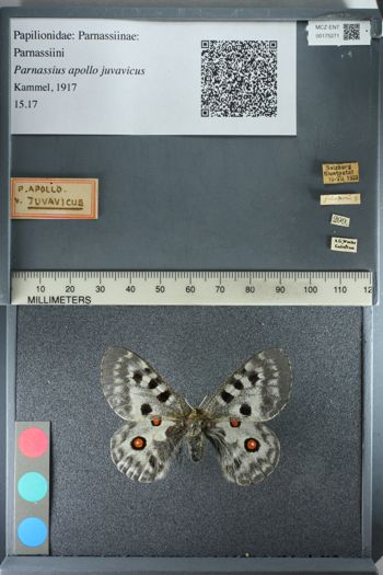 Media type: image;   Entomology 175271